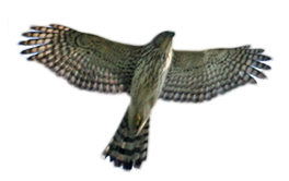 Hawk had grown her wing back.